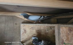 Pigeons birds for sale: Baby and adult racing Pigeons  - Image 4