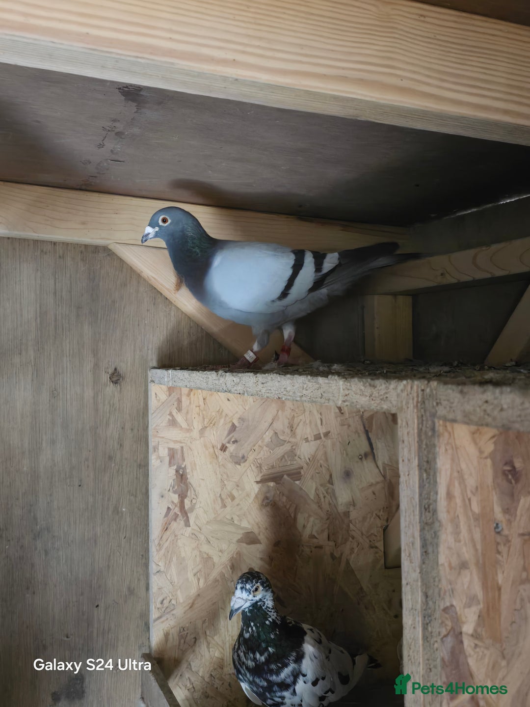 Pigeons birds for sale: Baby and adult racing Pigeons  - Image 4