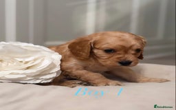 Cavapoo dogs for sale: 8 F1 dna health tested Cavapoos  - Image 10
