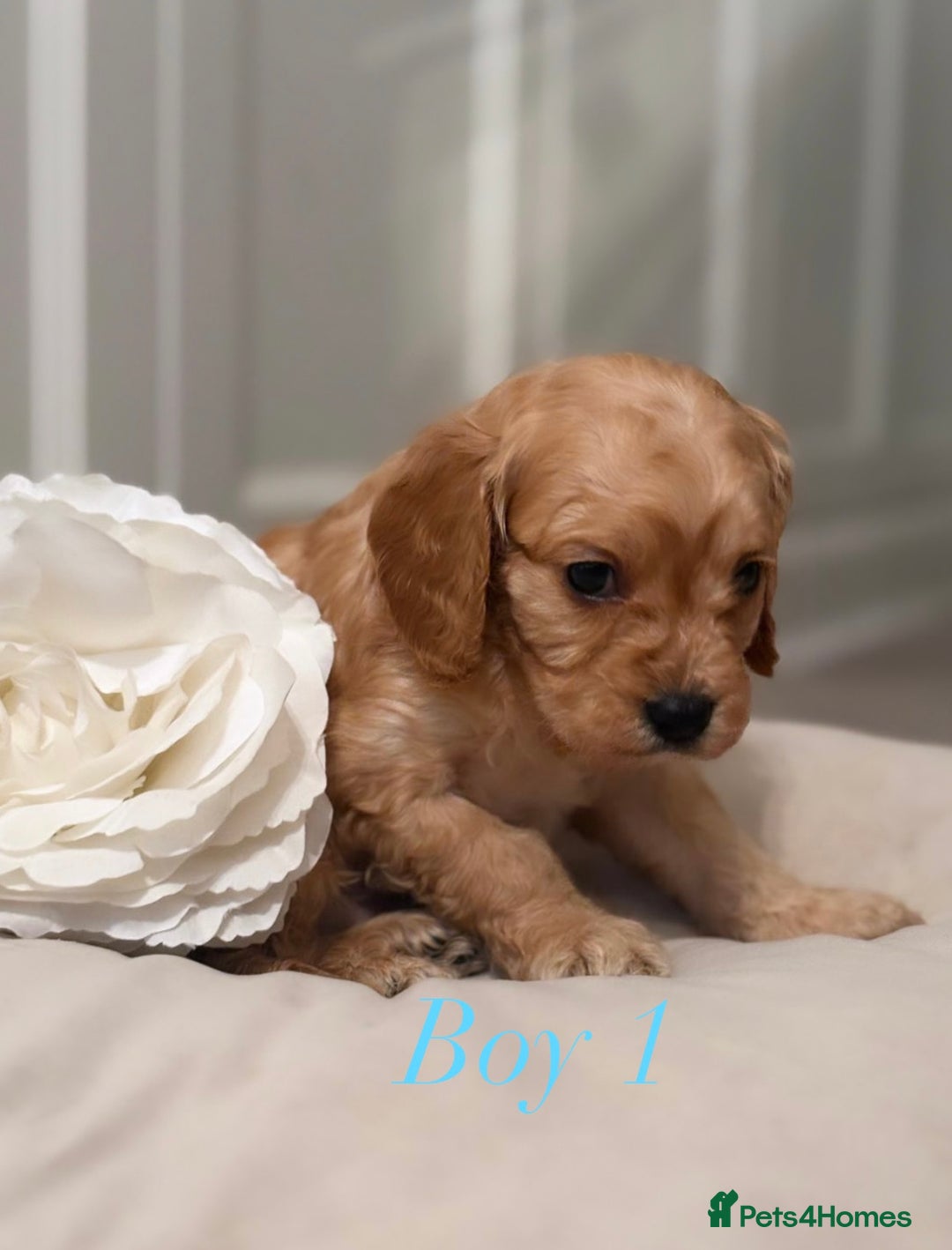 Cavapoo dogs for sale: 8 F1 dna health tested Cavapoos  - Image 10