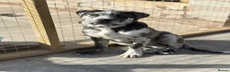 Cane Corso dogs for sale: BEAUTIFUL MERLE CANE CORSO FOR SALE - Advert 3