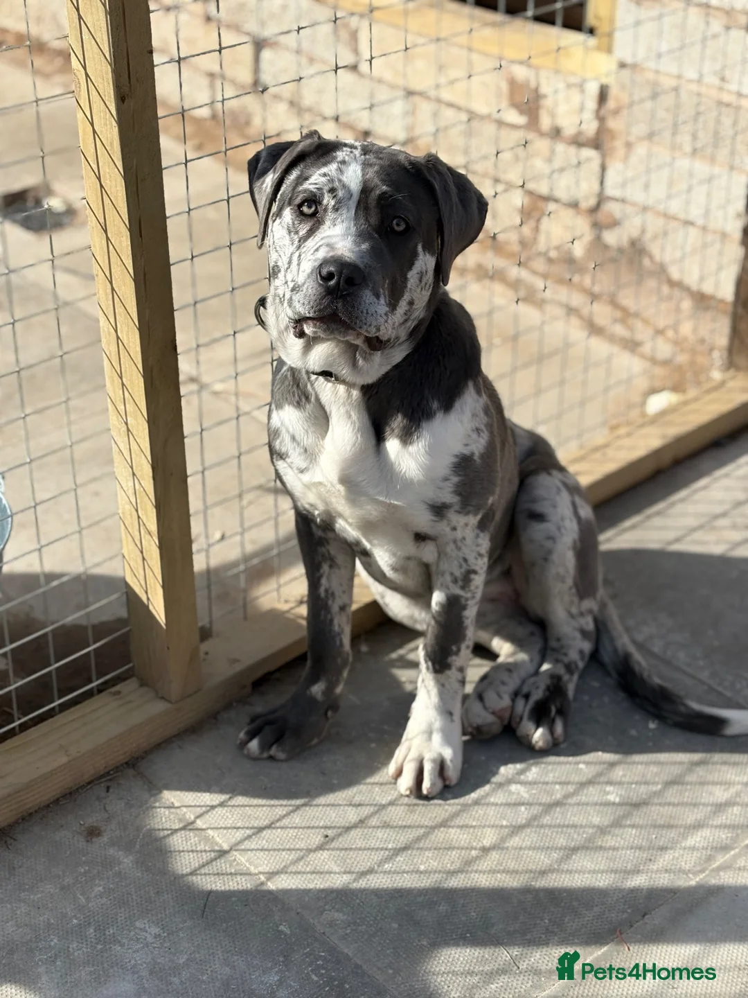 Cane Corso dogs for sale: BEAUTIFUL MERLE CANE CORSO FOR SALE - Advert 3