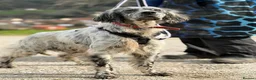 English Setter dogs for adoption: Iru   - Advert 3