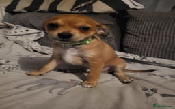 Mixed Breed dogs for sale: Fox terrier x chug puppies - Image 11