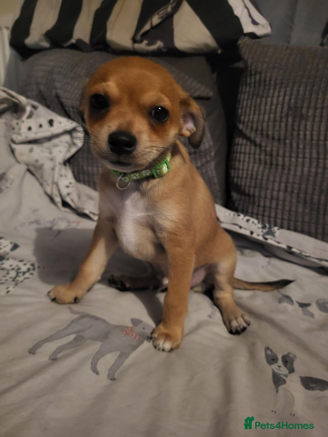 Mixed Breed dogs for sale: Fox terrier x chug puppies - Image 11