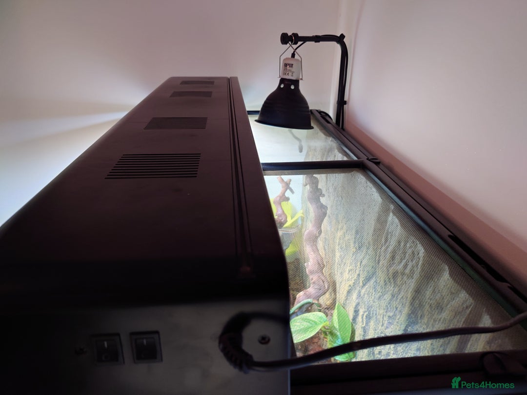 Garter Snake reptiles for sale: San Francisco Garter Snakes – Complete Setup - Advert 7