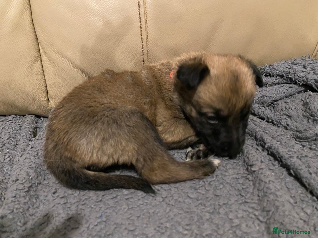 Belgian Shepherd Dog dogs for sale: Belgian Malinois puppies - Advert 12