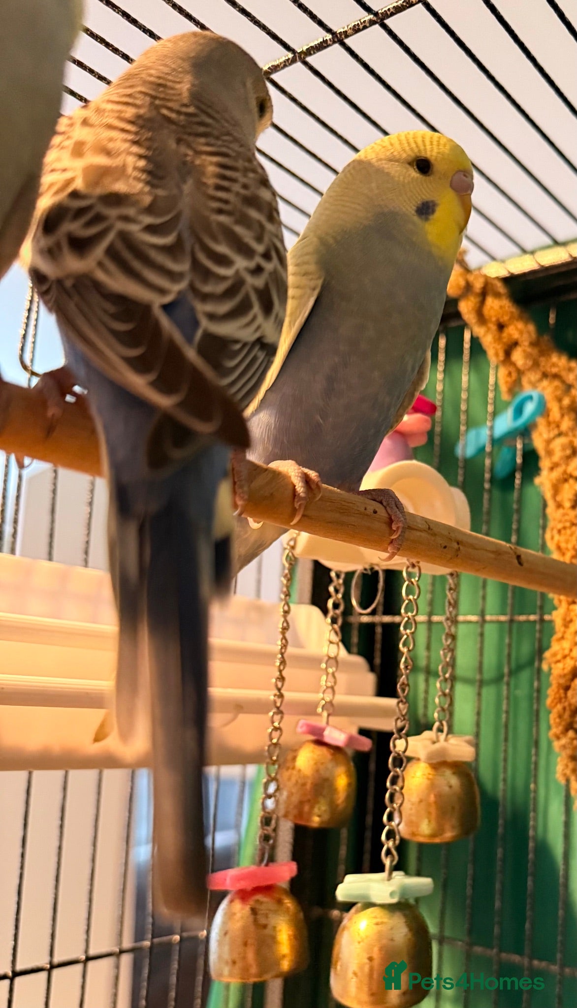 Budgerigars birds Pair of bonded budgies   - Advert 2