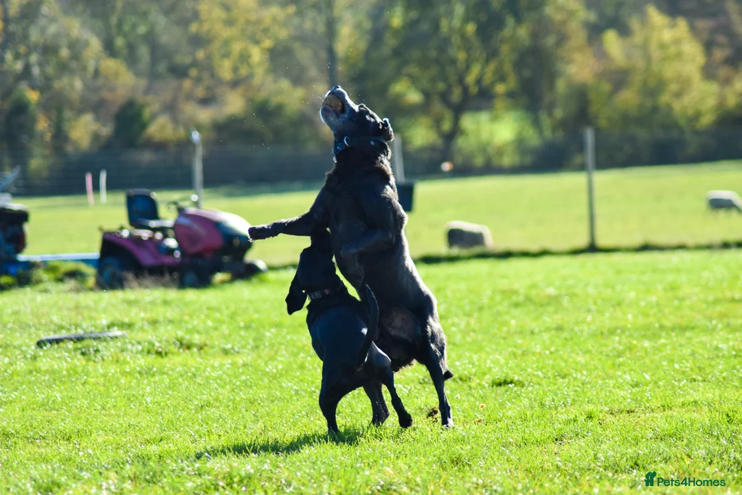 Labrador Retriever dogs for sale: KC Registered Labrador Charcoal Male - Advert 3