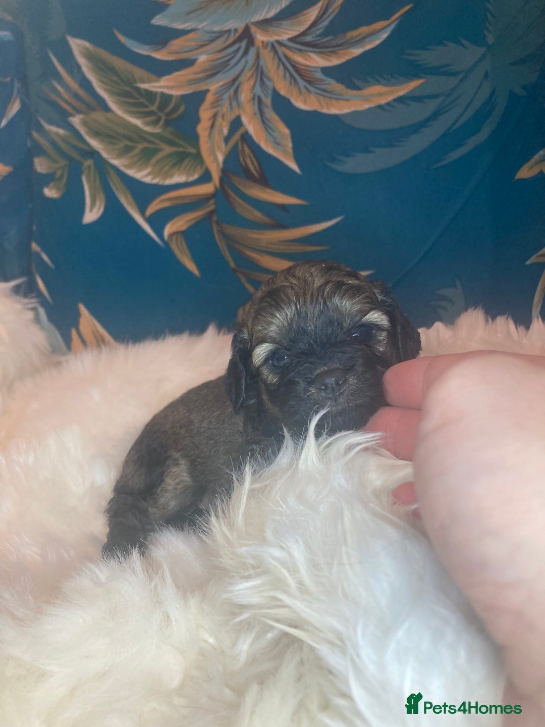Shihpoo dogs for sale: Payment plans available Toy shihpoo puppies  - Image 19