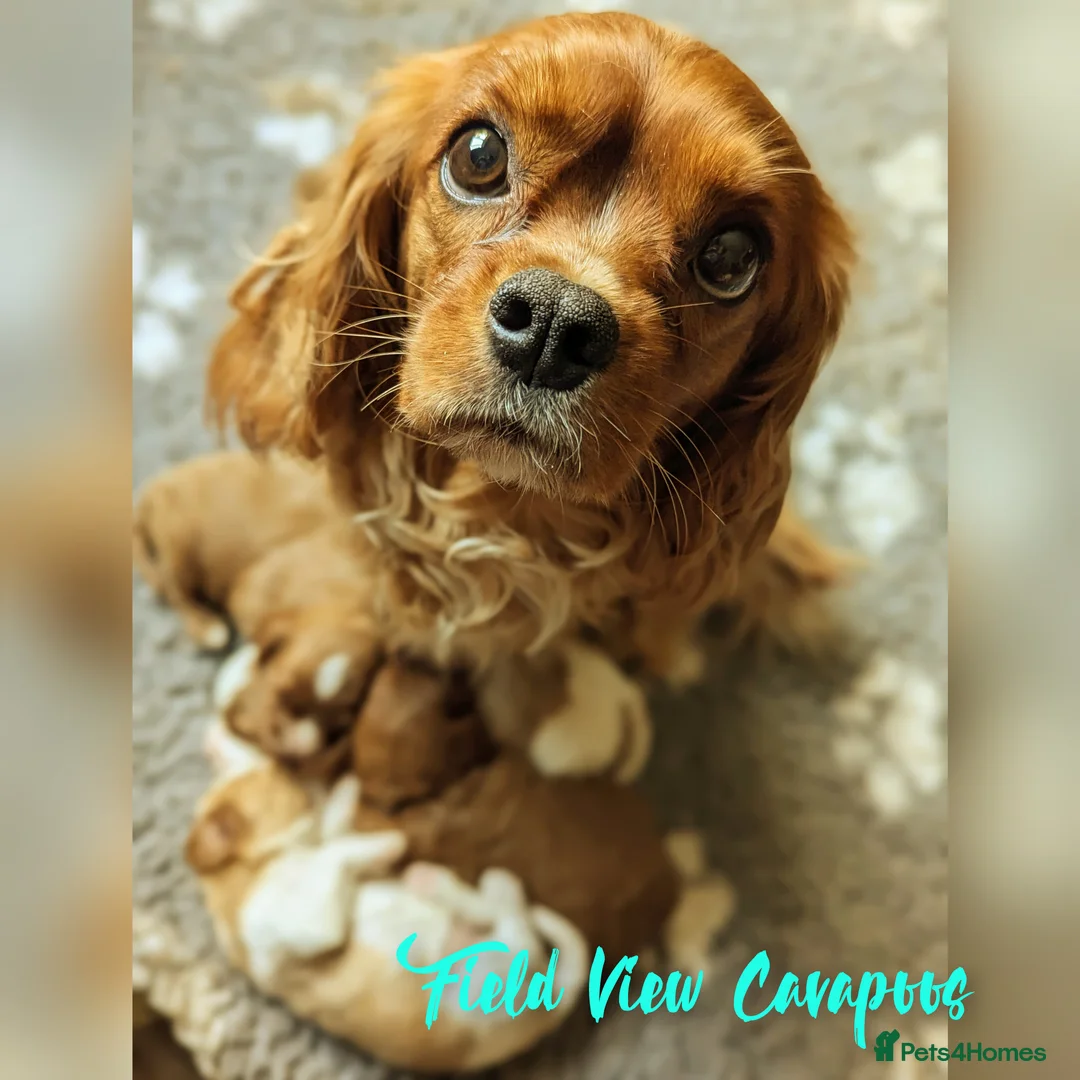 Cavapoo dogs for sale: F1 Extensively health tested Cavapoo puppies  - Advert 20