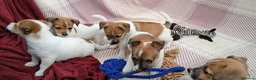 Jack Russell dogs for sale: Pure Jack Russell pups for sale - Advert 12