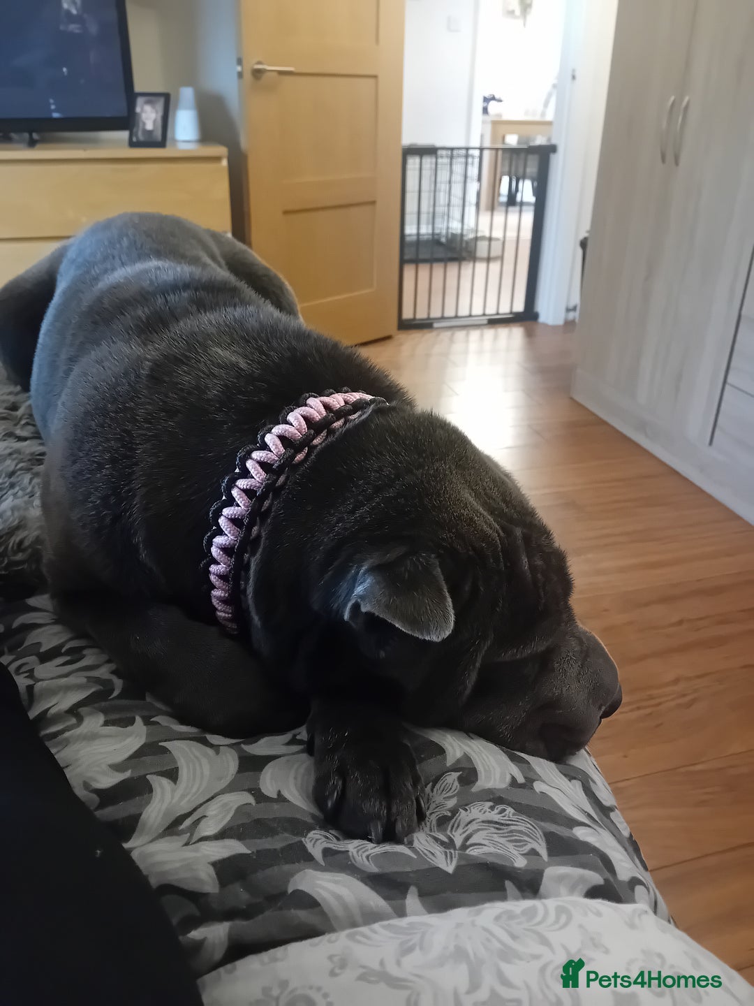 Shar Pei dogs for sale: Female shar pei - Image 2