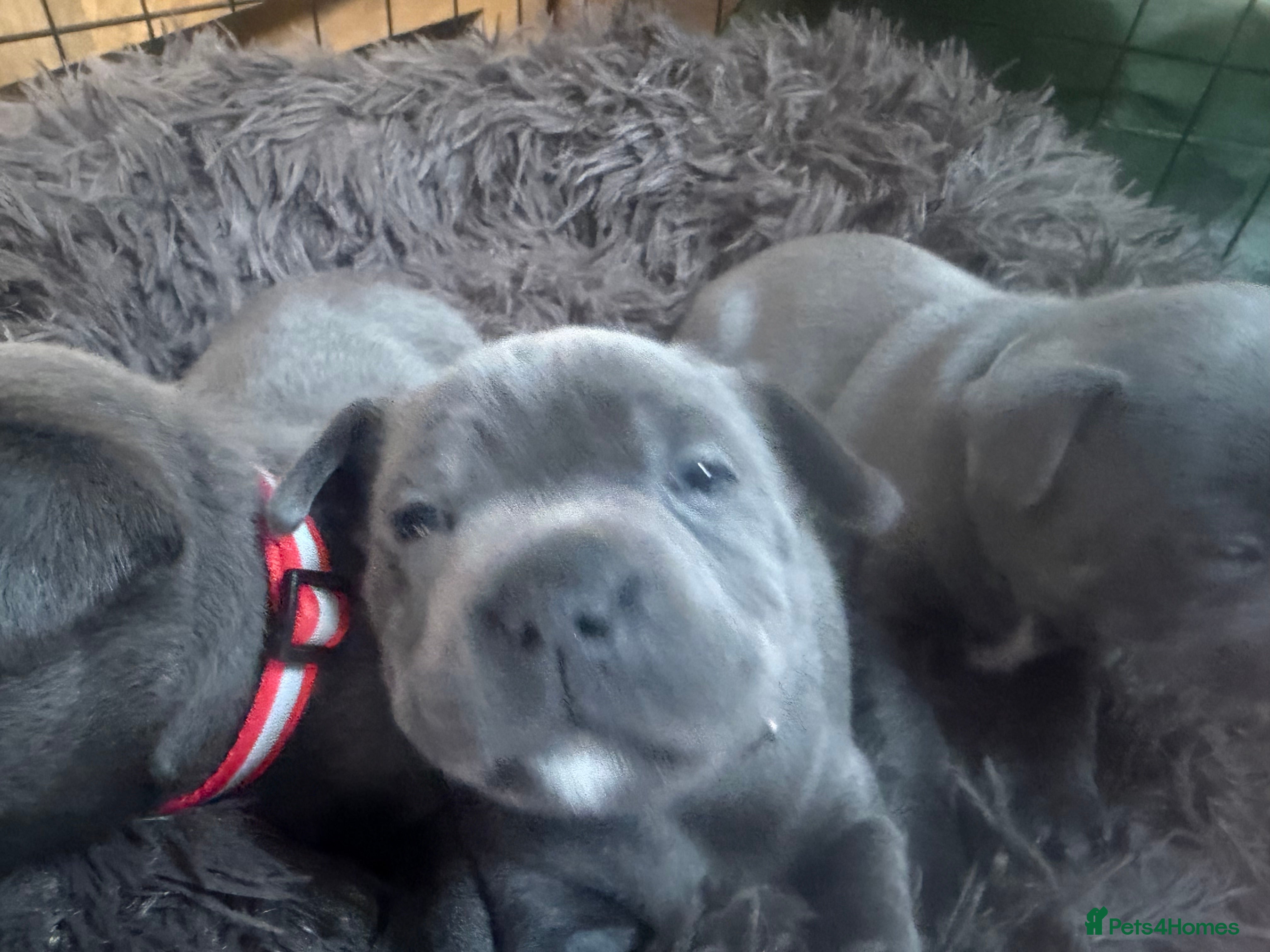 Staffordshire Bull Terrier dogs KCRegistered BlueStaffordshire BullTerrier Puppies - Advert 2