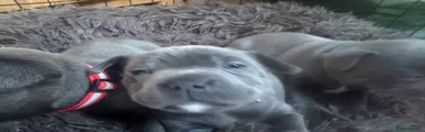 Staffordshire Bull Terrier 3