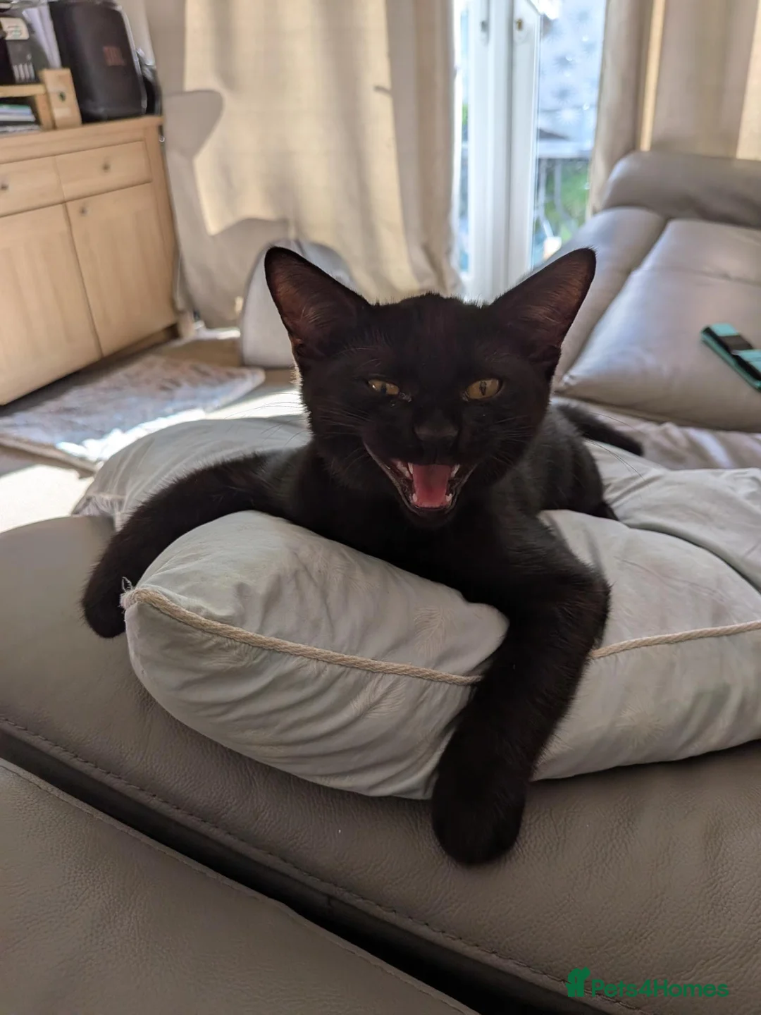 Mixed Breed cats for sale: Tiger,the black boy  - Advert 1