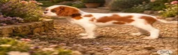 Cavalier King Charles Spaniel dogs for sale: Cavalier King Charles puppies  in West Byfleet - Advert 4