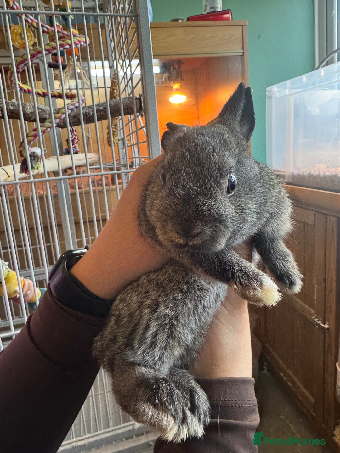 Mixed Breed rabbits for sale: Lion head x lop females  - Advert 2