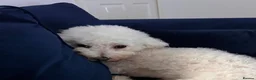Bichon Frise dogs for stud: Bichon Frise for stud  in Derby - Advert 7