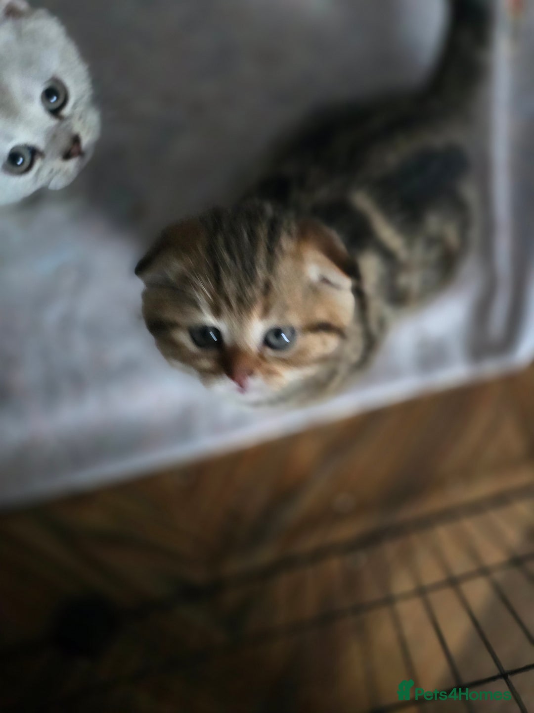 British Shorthair cats for sale:  😘 LAST BOY kittens with rare colouring🥰 - Advert 14