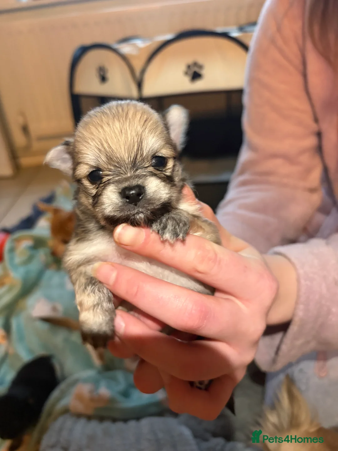 Pomchi dogs for sale: 4 Beautiful pomchis 🐶🐾 - Advert 4