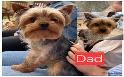 Yorkshire Terrier dogs for sale: Adorable  **  Yorkshire Terrier Puppies  - Image 11