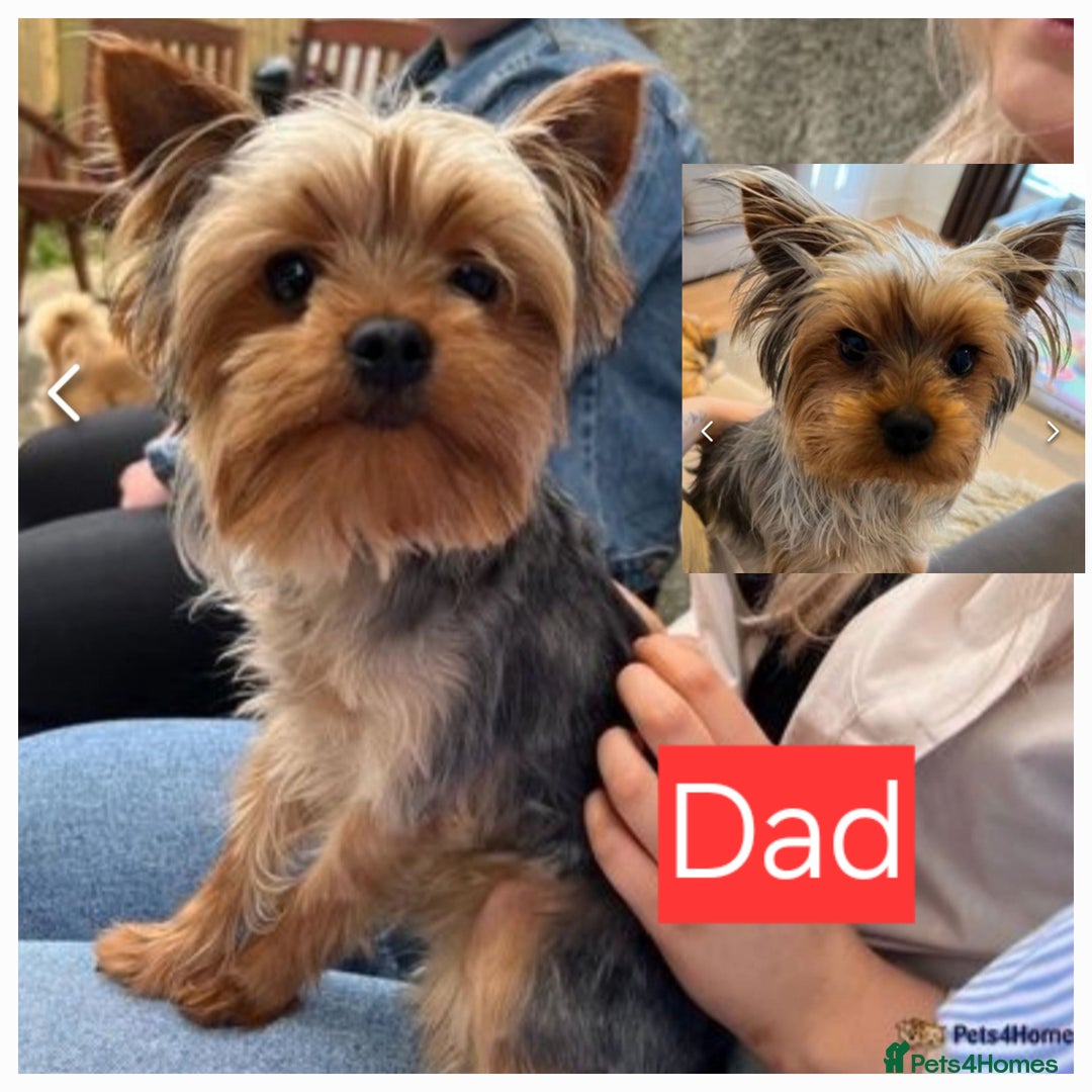 Yorkshire Terrier dogs for sale: Adorable  **  Yorkshire Terrier Puppies  - Image 11