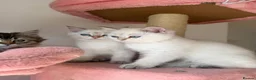 British Longhair cats for sale: WHITE KITTEN COLORPOINT VACCINATED READY FOR HOME - Advert 12