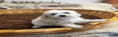 Bichon Frise 3
