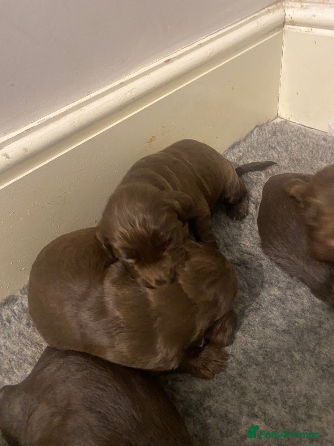 Cocker Spaniel dogs for sale: 7 STUNNING CHOCOLATE WORKING COCKERS ⭐️⭐️⭐️⭐️⭐️ - Advert 4