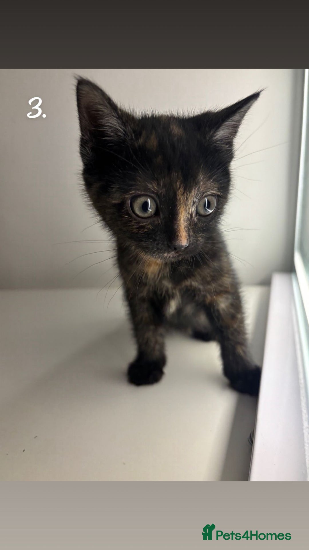 Mixed Breed cats for sale: Kittens for sale - Advert 8