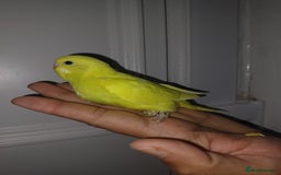 Budgerigars birds for sale: Hand reared super tame budgies chick - Image 2