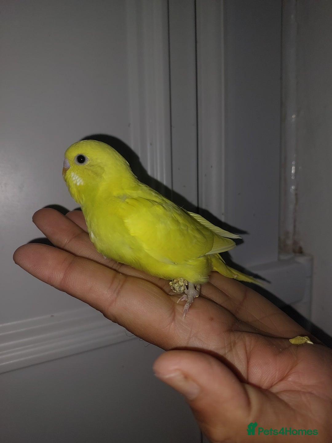 Budgerigars birds for sale: Hand reared super tame budgies chick - Image 2