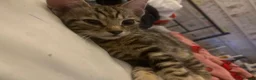 Mixed Breed cats for sale: 3 kittens in Stoke-on-Trent - Advert 12