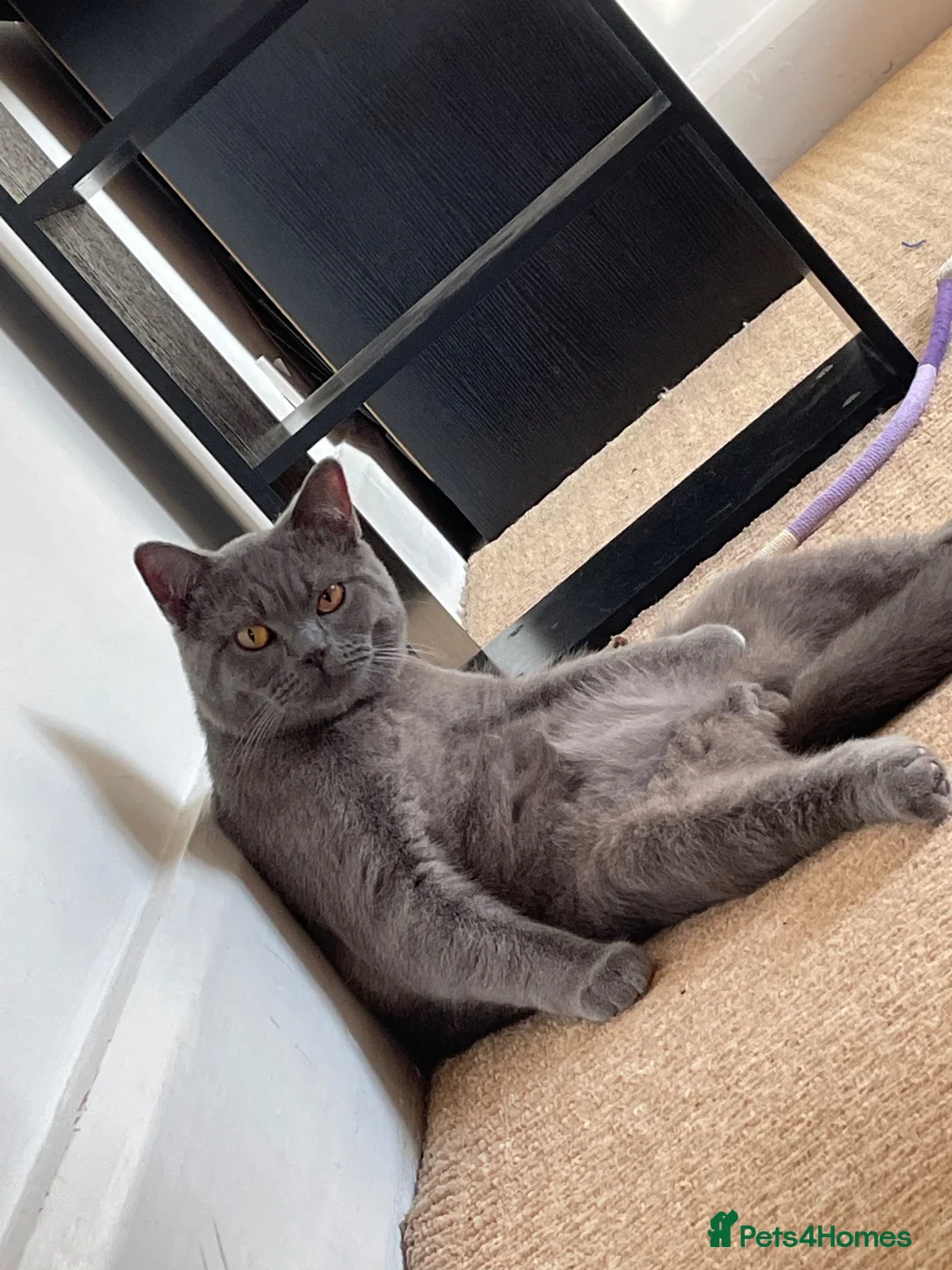 British Shorthair cats for sale: Dave British Shorthair  - Advert 6