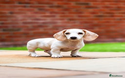 Miniature Dachshund dogs for sale: Miniature cream dachshund - Image 11