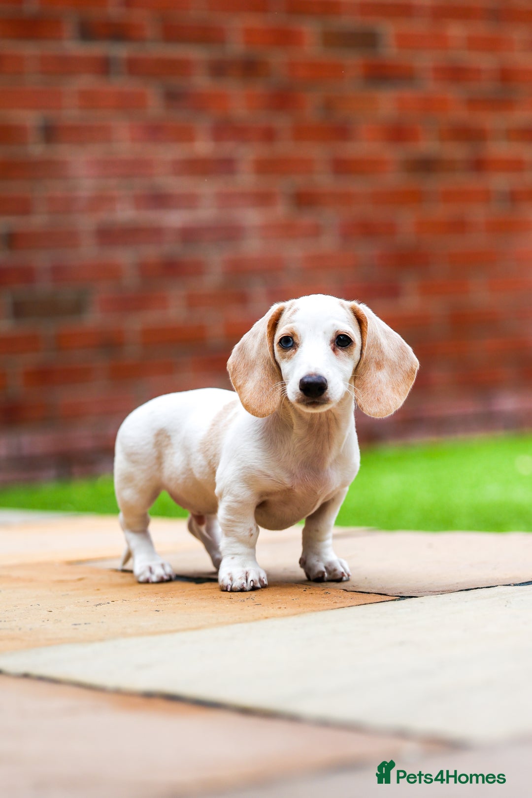 Miniature Dachshund dogs for sale: Miniature cream dachshund - Image 11