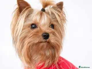 Yorkshire Terrier dogs Two Yorkshire Looking for Their Forever Homes 🐾 - Advert 13