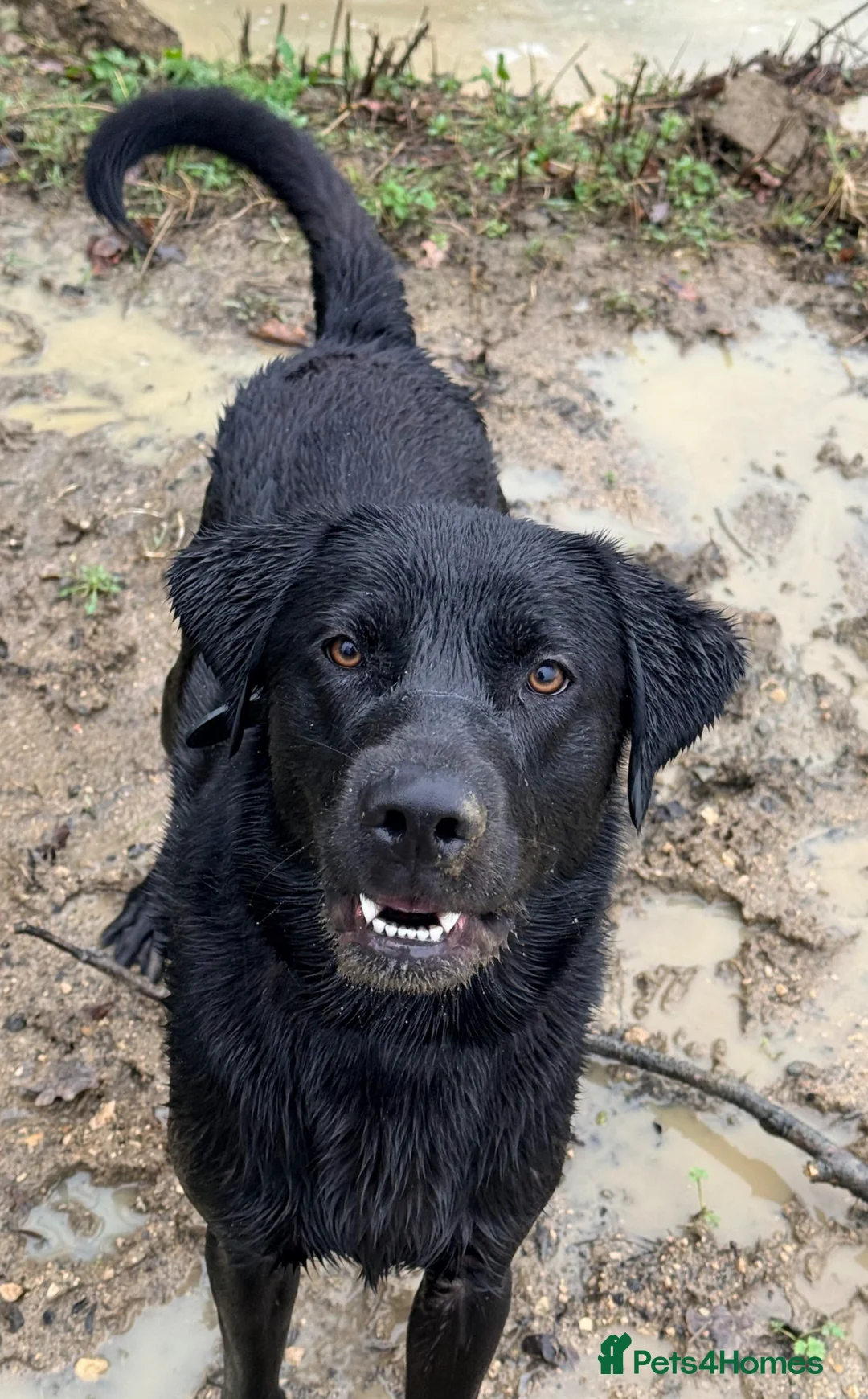 Labrador Retriever dogs for sale: Obi the Labrador  - Advert 2