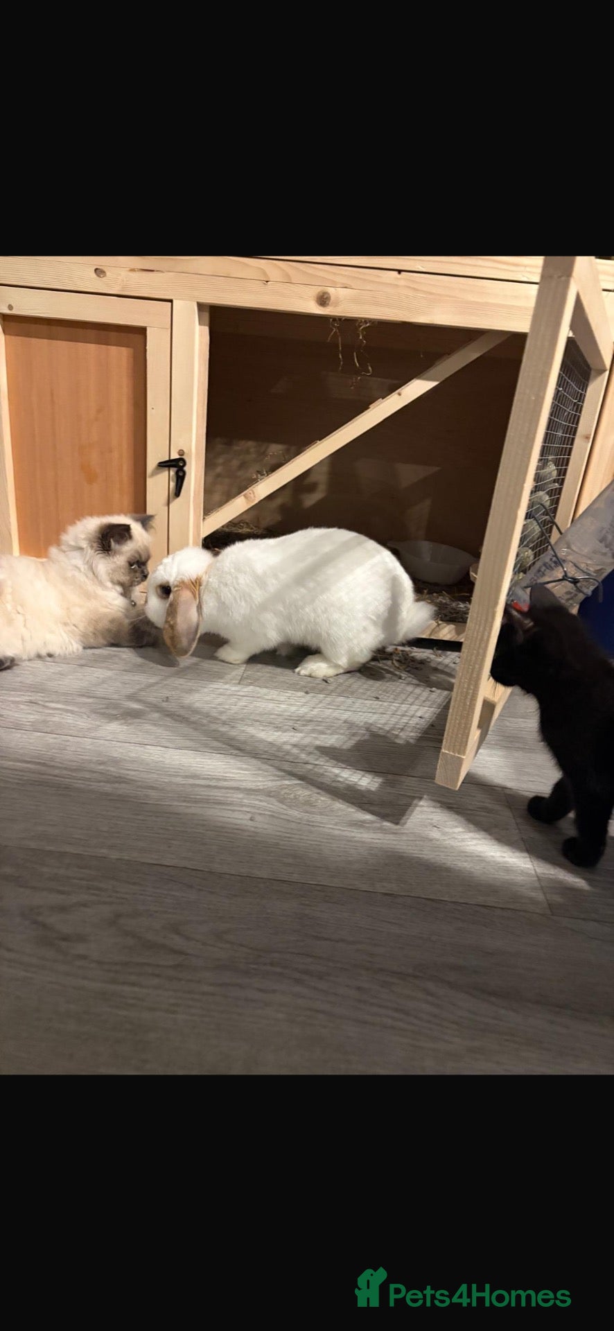 Mini Lop rabbits Mini lop  - Advert 3