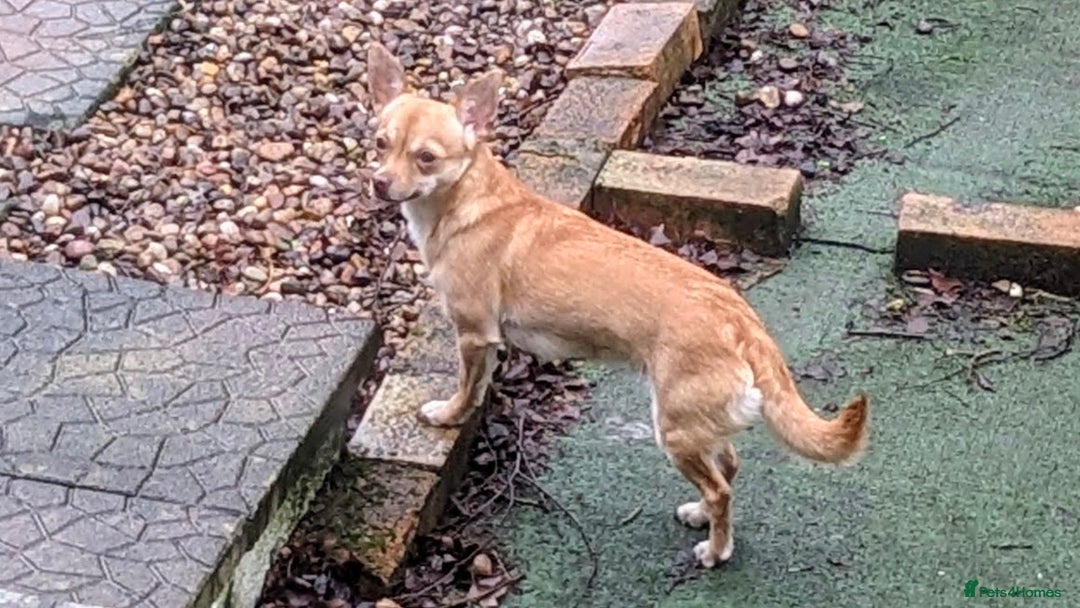 Chihuahua dogs for sale: 2 beautiful chihuahuas - Advert 20