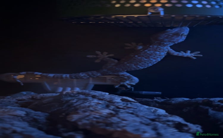 Gecko reptiles - Advert 1