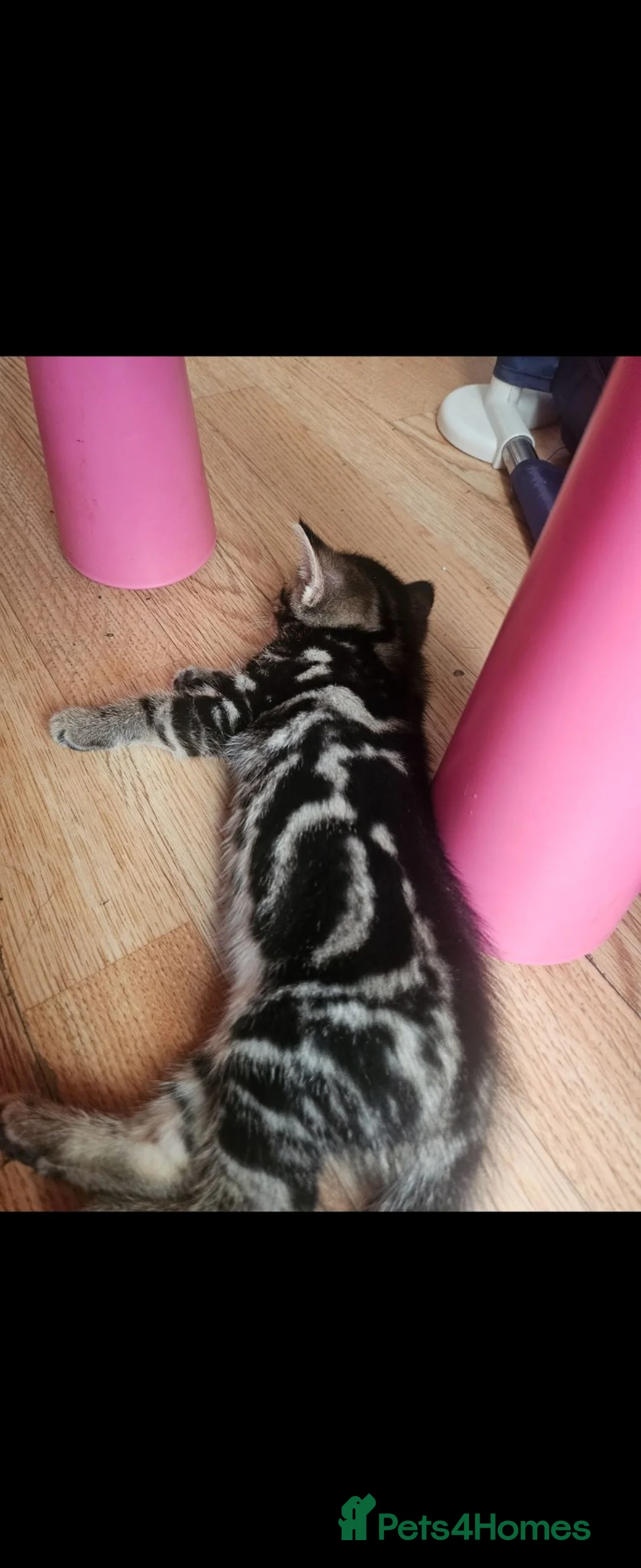 Mixed Breed cats for sale: Beautiful tabby x bengal kittens  - Advert 2