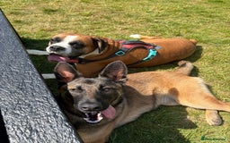 Belgian Shepherd Dog dogs for sale: Belgian Mali  - Image 2