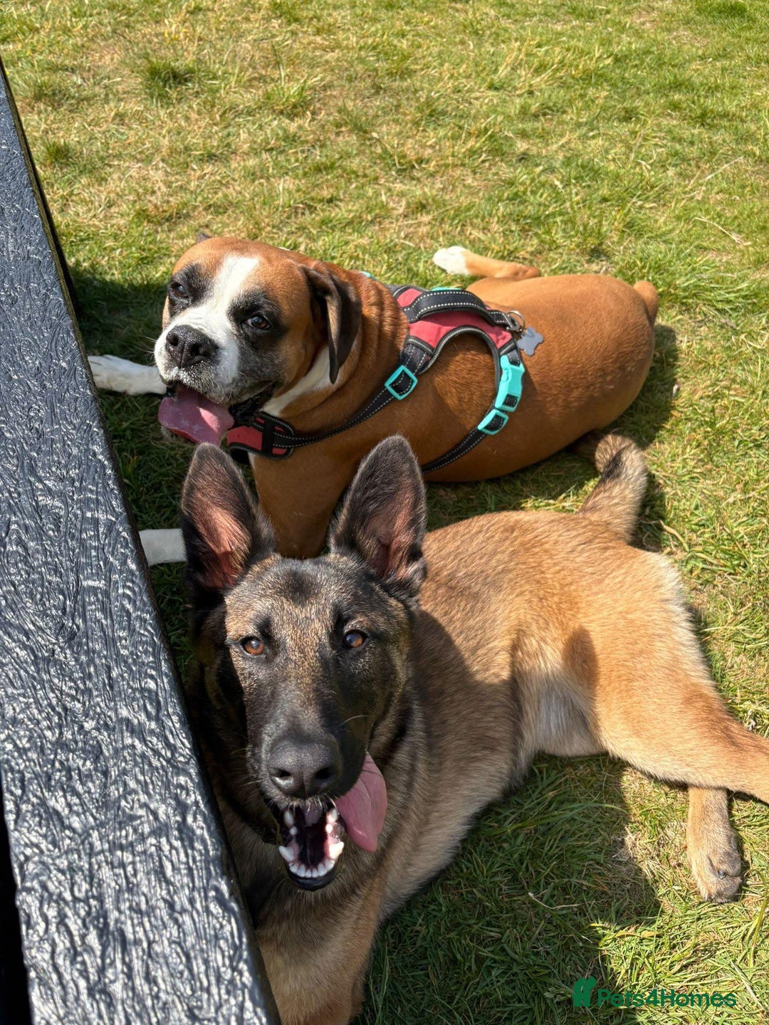 Belgian Shepherd Dog dogs for sale: Belgian Mali  - Image 2