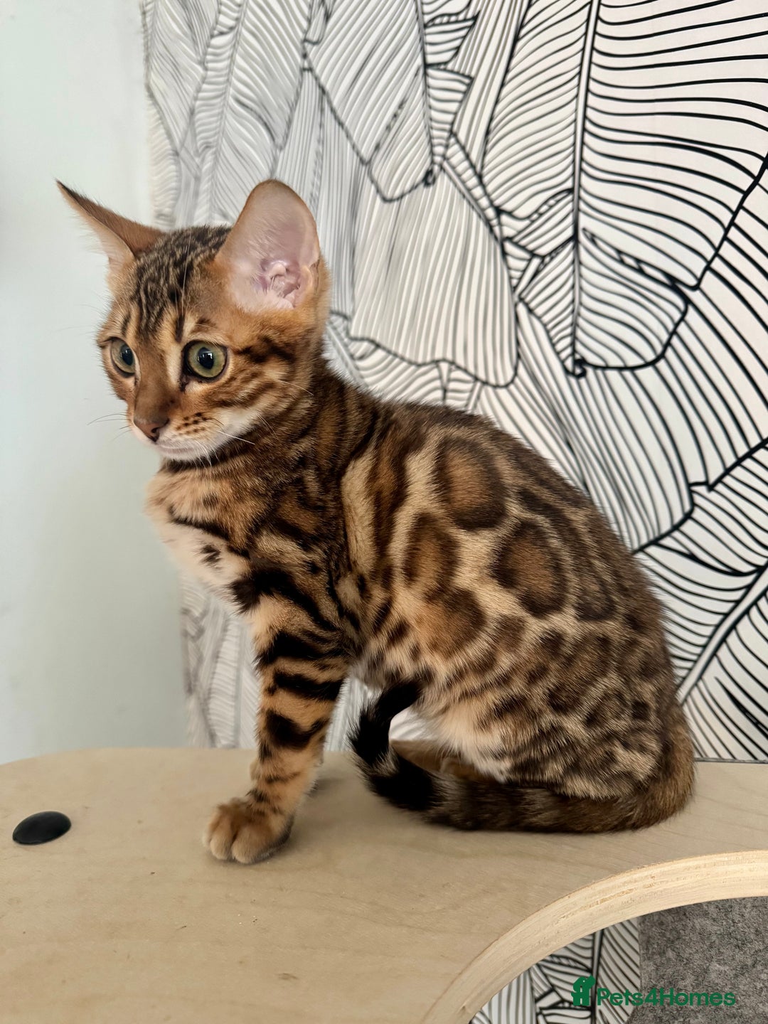 Bengal cats for sale: Stunning male Bengal  - Advert 9