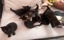 Mixed Breed cats for sale: 6 Kittens for sale - Image 11