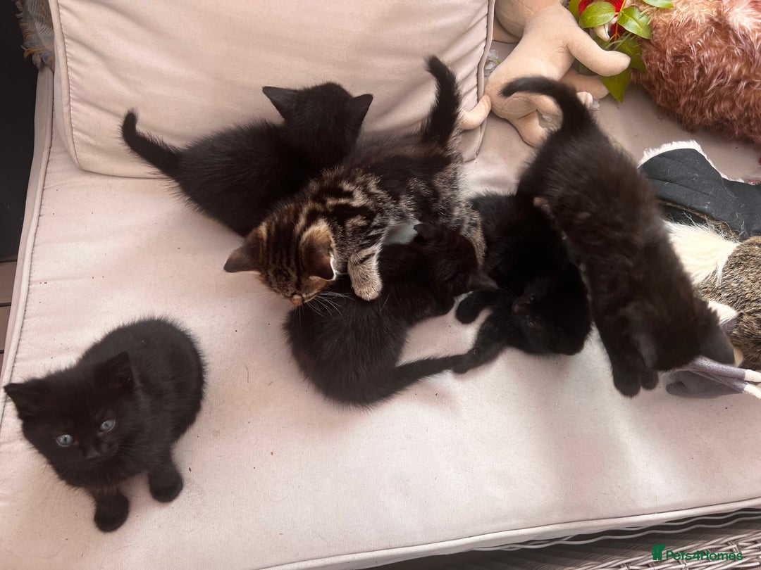 Mixed Breed cats for sale: 6 Kittens for sale - Image 11