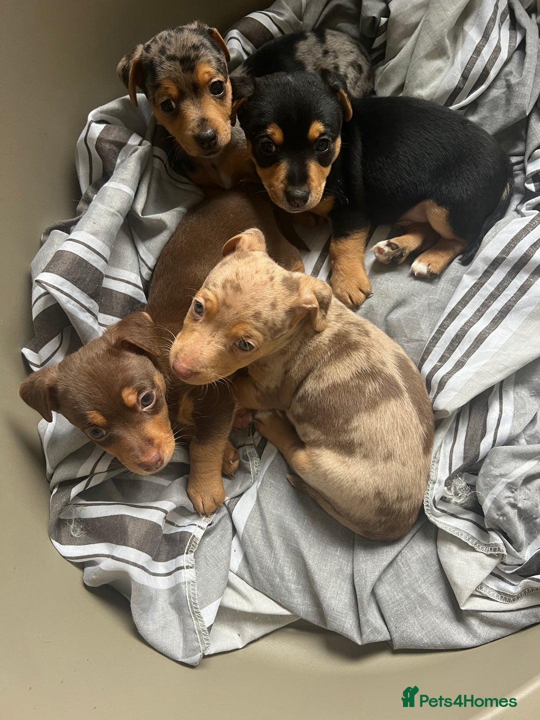 Jack Russell dogs for sale: Miniature Jack Russell  - Image 19
