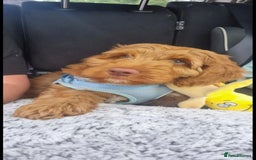 Australian Labradoodle dogs for sale: Beautiful Australian Labradoodle x pups!  - Image 12